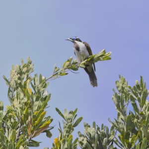Entomyzon cyanotis at Mungo Brush, NSW - 16 Oct 2023 10:28 AM