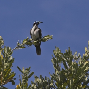 Entomyzon cyanotis at Mungo Brush, NSW - 16 Oct 2023