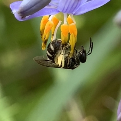 Lasioglossum (Chilalictus) sp. (genus & subgenus) (Halictid bee) at Hornsby, NSW - 30 Sep 2023 by JudeWright