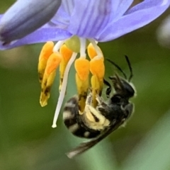 Lasioglossum (Chilalictus) sp. (genus & subgenus) at Hornsby, NSW - 30 Sep 2023