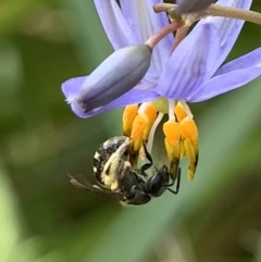 Lasioglossum (Chilalictus) sp. (genus & subgenus) at Hornsby, NSW - 30 Sep 2023 01:00 PM