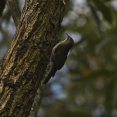 Cormobates leucophaea (White-throated Treecreeper) at Mungo Brush, NSW - 16 Oct 2023 by Trevor