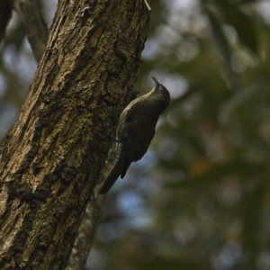 Cormobates leucophaea at Mungo Brush, NSW - 16 Oct 2023 11:22 AM