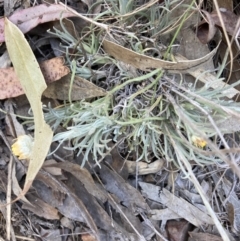 Leucochrysum albicans subsp. albicans (Hoary Sunray) at Bruce, ACT - 17 Oct 2023 by lyndallh