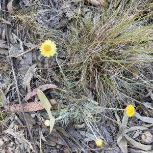 Leucochrysum albicans subsp. albicans at Bruce, ACT - 17 Oct 2023