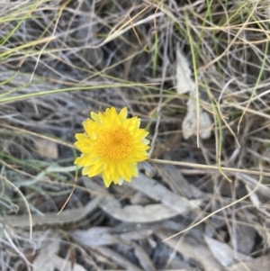 Leucochrysum albicans subsp. albicans at Bruce, ACT - 17 Oct 2023