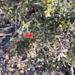 Grevillea alpina (Mountain Grevillea / Cat's Claws Grevillea) at Bruce Ridge - 17 Oct 2023 by lyndallh