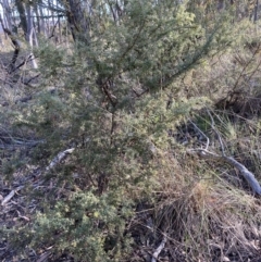 Grevillea alpina at Bruce, ACT - 17 Oct 2023