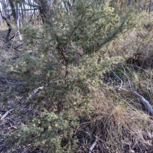 Grevillea alpina at Bruce, ACT - 17 Oct 2023