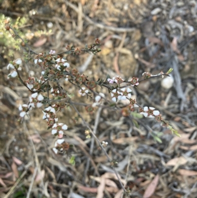 Gaudium multicaule (Teatree) at Bruce, ACT - 17 Oct 2023 by lyndallh