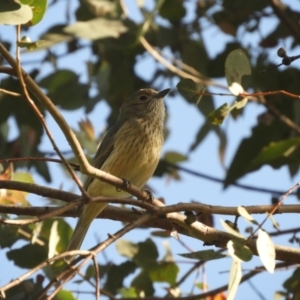 Pachycephala rufiventris at Murrumbateman, NSW - 17 Oct 2023