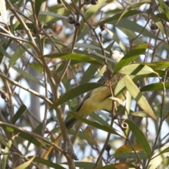 Pachycephala rufiventris at Murrumbateman, NSW - 17 Oct 2023