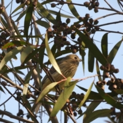 Pachycephala rufiventris at Murrumbateman, NSW - 17 Oct 2023