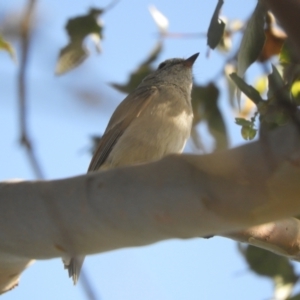 Pachycephala pectoralis at Murrumbateman, NSW - 17 Oct 2023