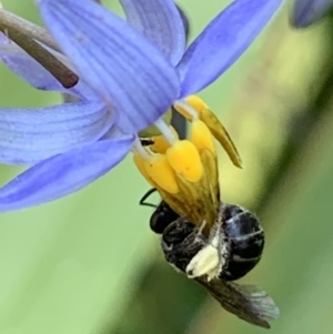 Lasioglossum sp. (genus) at Hornsby, NSW - 30 Sep 2023