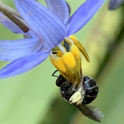 Lasioglossum sp. (genus) (Furrow Bee) at Hornsby, NSW - 30 Sep 2023 by JudeWright