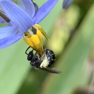 Lasioglossum sp. (genus) at Hornsby, NSW - 30 Sep 2023