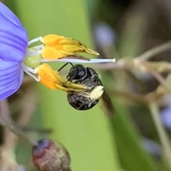 Lasioglossum sp. (genus) at Hornsby, NSW - 30 Sep 2023