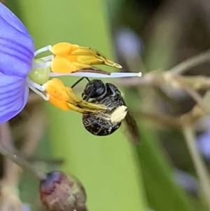 Lasioglossum sp. (genus) at Hornsby, NSW - 30 Sep 2023