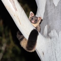 Petaurus australis australis (Yellow-bellied Glider) at Namadgi National Park - 9 Oct 2023 by Mikayla93