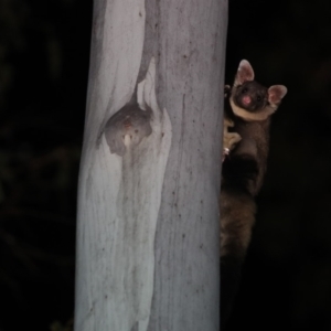 Petaurus australis australis at Cotter River, ACT - 9 Oct 2023