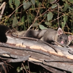 Petaurus australis australis at Cotter River, ACT - 9 Oct 2023