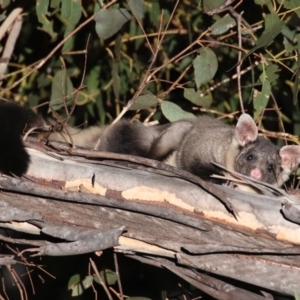 Petaurus australis australis at Cotter River, ACT - 9 Oct 2023