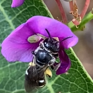 Lasioglossum (Chilalictus) sp. (genus & subgenus) at Hornsby, NSW - 30 Sep 2023 01:19 PM