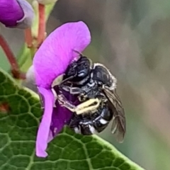 Lasioglossum (Chilalictus) sp. (genus & subgenus) at Hornsby, NSW - 30 Sep 2023 01:19 PM