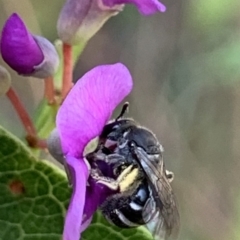 Lasioglossum (Chilalictus) sp. (genus & subgenus) at Hornsby, NSW - 30 Sep 2023 01:19 PM