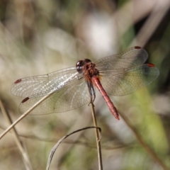 Diplacodes bipunctata (Wandering Percher) at Tuggeranong, ACT - 10 Oct 2023 by RomanSoroka