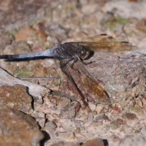 Orthetrum caledonicum at Tuggeranong, ACT - 10 Oct 2023