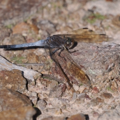 Orthetrum caledonicum (Blue Skimmer) at Tuggeranong, ACT - 10 Oct 2023 by roman_soroka