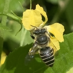 Megachile (Eutricharaea) serricauda (Leafcutter bee, Megachilid bee) at Dulwich Hill, NSW - 6 Oct 2023 by JudeWright