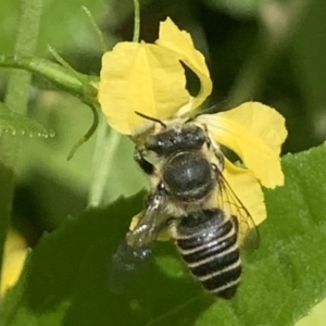 Megachile (Eutricharaea) serricauda at Dulwich Hill, NSW - 6 Oct 2023