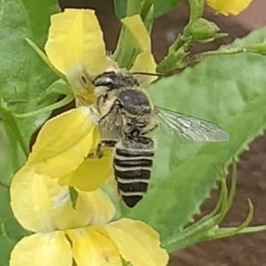 Megachile (Eutricharaea) serricauda at Dulwich Hill, NSW - 6 Oct 2023 12:22 PM