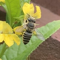 Megachile (Eutricharaea) serricauda at Dulwich Hill, NSW - 6 Oct 2023 12:22 PM