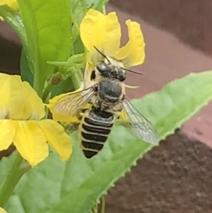 Megachile (Eutricharaea) serricauda at Dulwich Hill, NSW - 6 Oct 2023