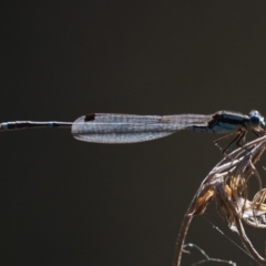 Austrolestes leda (Wandering Ringtail) at Melrose - 10 Oct 2023 by RomanSoroka