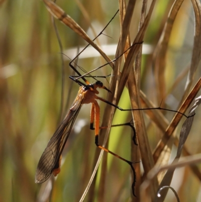 Harpobittacus australis (Hangingfly) at Tuggeranong, ACT - 10 Oct 2023 by RomanSoroka