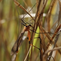 Harpobittacus australis (Hangingfly) at Tuggeranong, ACT - 10 Oct 2023 by roman_soroka