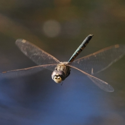 Hemicordulia tau (Tau Emerald) at Tuggeranong, ACT - 10 Oct 2023 by RomanSoroka