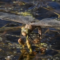 Anax papuensis (Australian Emperor) at Melrose - 10 Oct 2023 by RomanSoroka