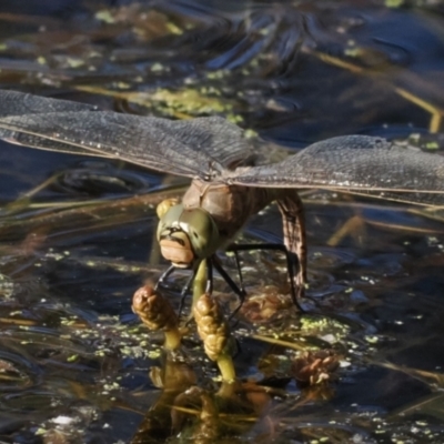 Anax papuensis (Australian Emperor) at Tuggeranong, ACT - 10 Oct 2023 by RomanSoroka