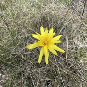 Microseris walteri at Gungahlin, ACT - 17 Oct 2023 01:10 PM