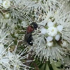 Euryglossa ephippiata at Mount Annan, NSW - 10 Oct 2023