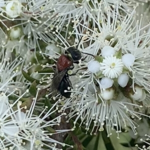 Euryglossa ephippiata at Mount Annan, NSW - 10 Oct 2023