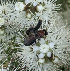Euryglossa ephippiata at Mount Annan, NSW - 10 Oct 2023
