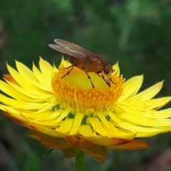 Lauxaniidae (family) (Unidentified lauxaniid fly) at O'Connor, ACT - 17 Oct 2023 by JARS