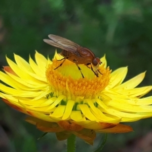 Lauxaniidae (family) at O'Connor, ACT - 17 Oct 2023